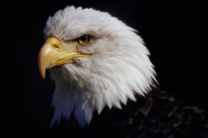 Eagle, Representation of the Spirit of Freedom